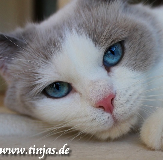 ich suche ein Zuhause mit vieeeel Kuscheleinheiten</A>